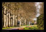 Keukenhof Hollandia 075